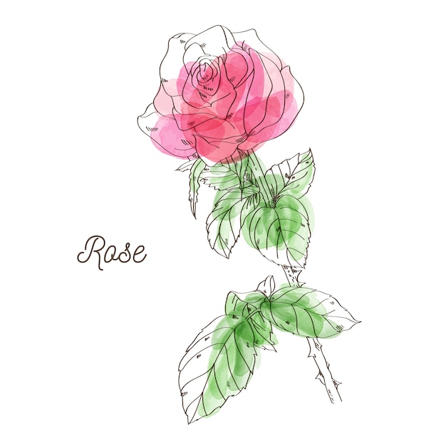 Piękna Menchii Róży Ilustracja Na Białym Tle
