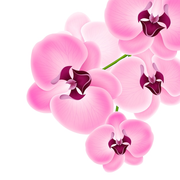 Plik wektorowy piękna storczykowa kwiat ilustracja