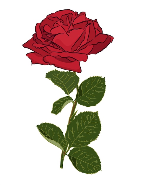 Piękny Czerwony Bukiet Róż Na Białym Tle Sylwetka Botaniczna Kwiatu Płaski Kolor Stylizacji