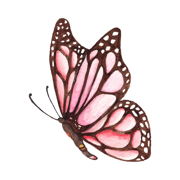 piękny motyl akwarela na białym tle