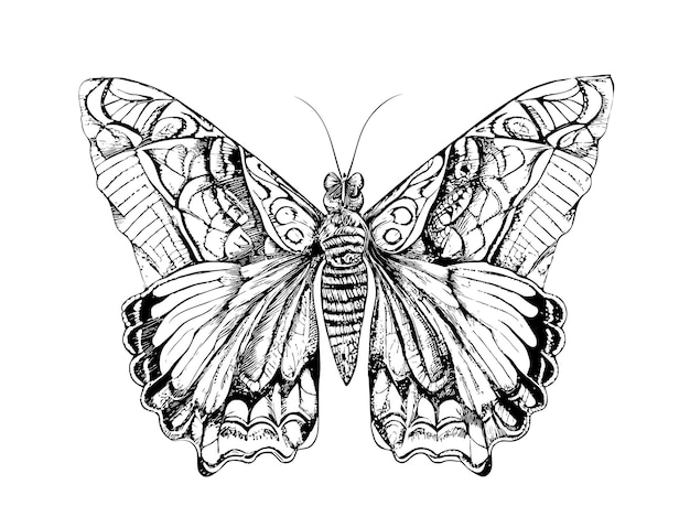 Piękny motyl ręcznie rysowane szkic ilustracji wektorowych owadów.