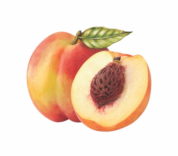 Piersik izolowany na białym tle PNG