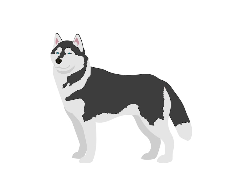 Wektor pies husky syberyjski