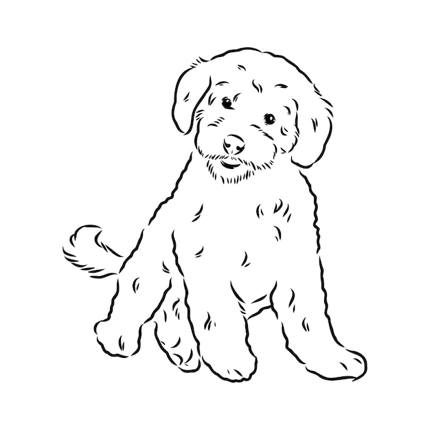 Pies Labradoodle Mix - Ilustracja Wektorowa Na Białym Tle Na Białym Tle