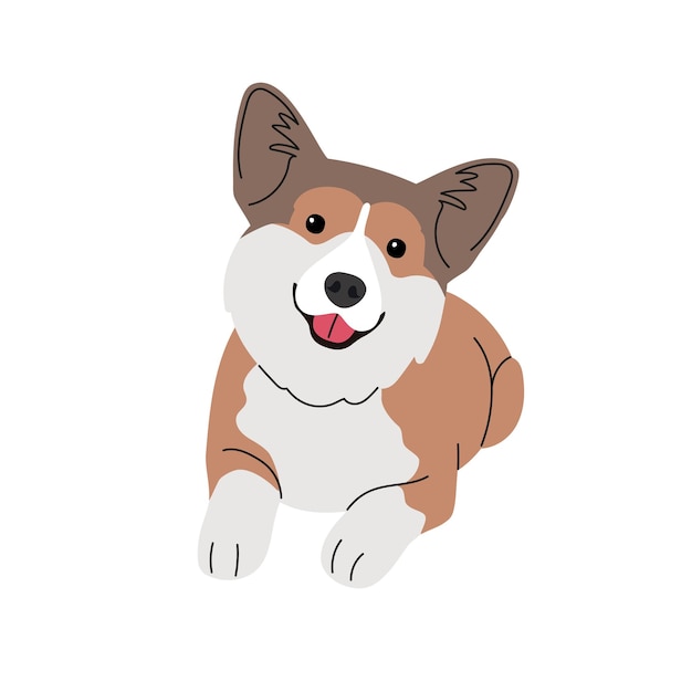 Pies rasy Corgi na białym tle
