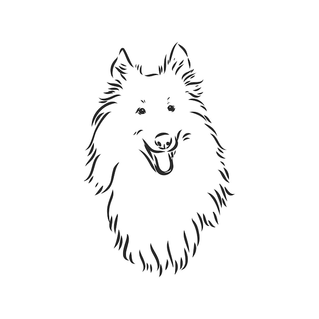 Plik wektorowy pies rough collie na białym tle wektor ilustracja collie wektor