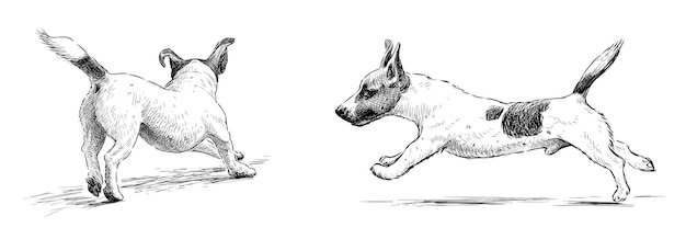Plik wektorowy pies terier domowy uroczy plamkowy czystej rasy biegający ręcznie narysowany szkic wyizolowany na białym wektorze