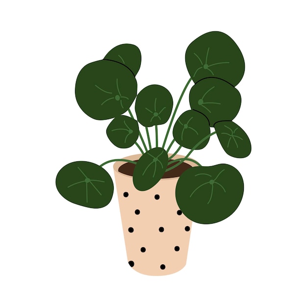 Pilea Peperomioides Roślina Pokojowa Z Okrągłymi Liśćmi W Cętkowanej Doniczce Do Dekoracji Wnętrz Domowych, Biurowych