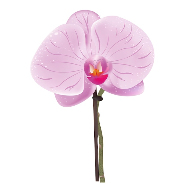 Plik wektorowy pink orchid