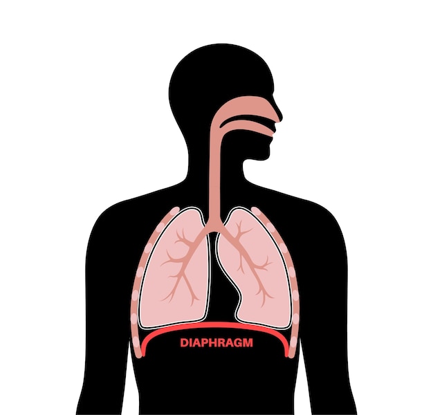 Plakat anatomiczny o diafragmie