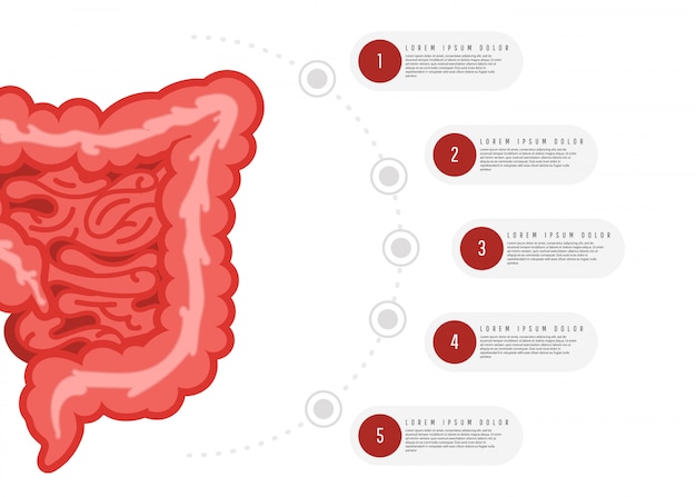 Plansza Anatomii Układu Pokarmowego