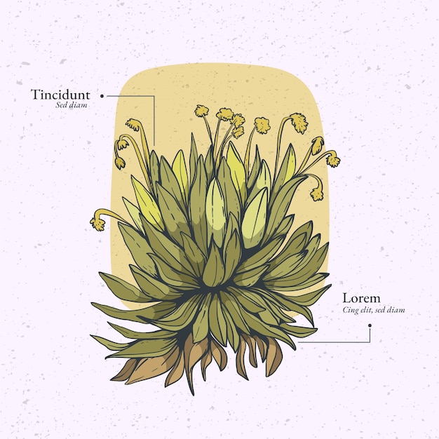 Plik wektorowy płaska konstrukcja ilustracja roślina frailejon