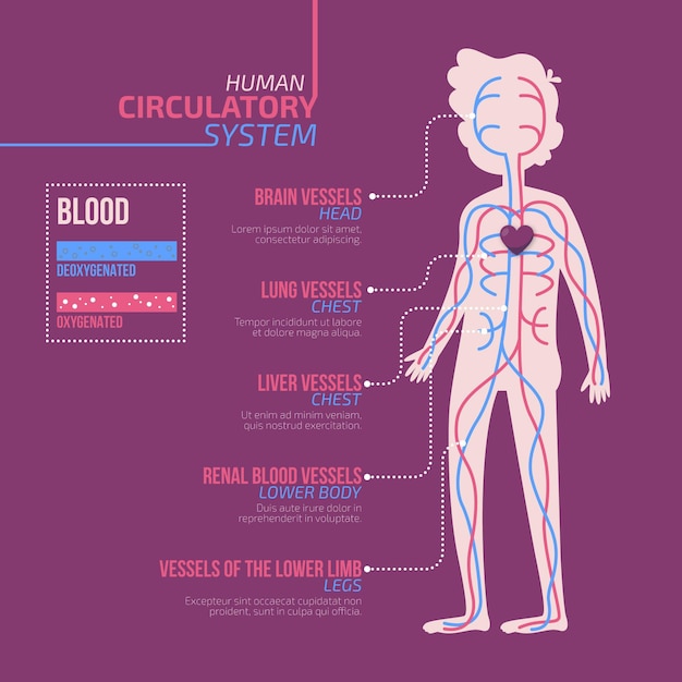 Plik wektorowy płaska konstrukcja infografiki układu krążenia