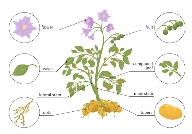 Płaskie Infografiki Roślin Ziemniaka