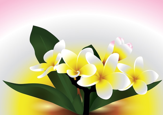 Plumeria