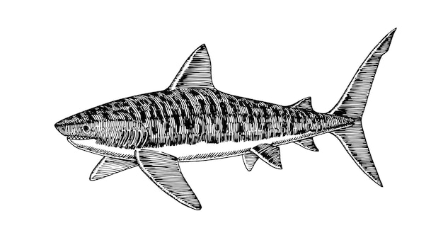 Pływający Rekin Tygrysi Niebezpieczny Drapieżnik Morski Ryba Ilustracja Wektorowa Czarnym Atramentem
