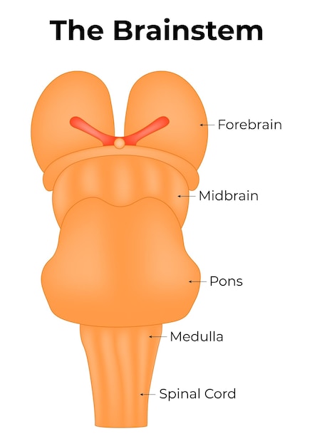 Plik wektorowy pnia mózgowa przód mózgu środkowy mózg pons rdzeń kręgosłupa ilustracja wektora ilustracji