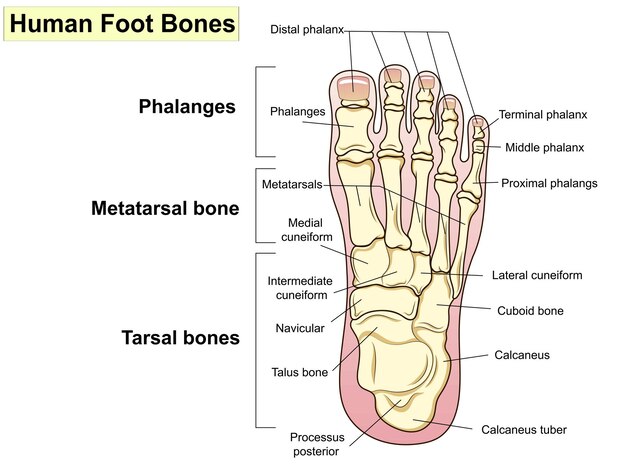 Plik wektorowy podpisy i tekst anatomii kości ludzkiej stopy