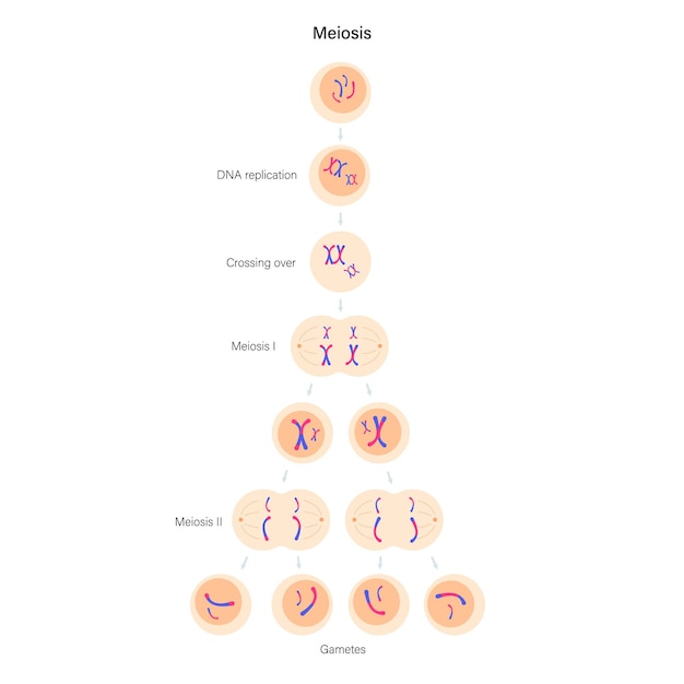 Plik wektorowy podział komórek mejozy