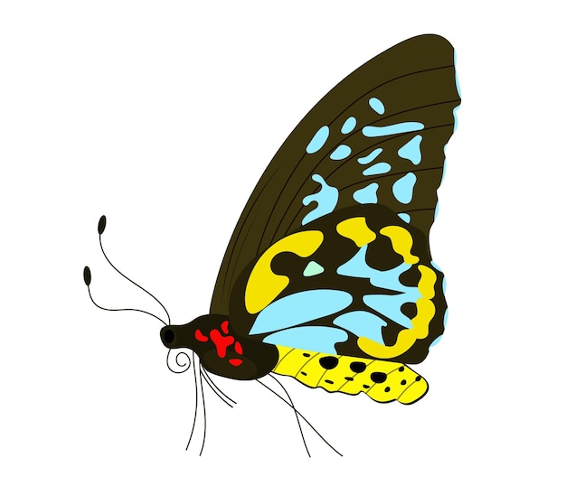 Plik wektorowy pojedynczy kolorowy motyl samodzielnie na białym tle egzotyczne tropikalne owady z jasnymi skrzydłami