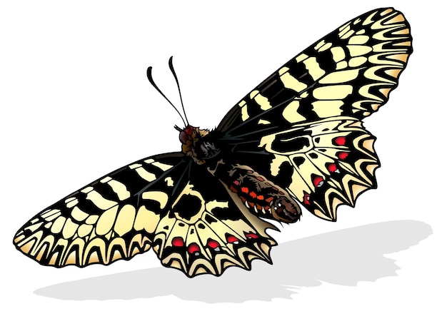 Południowy Motyl Festoon Zerynthia Polyxena