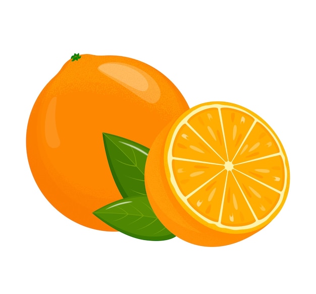 Plik wektorowy pomarańczowe owoce pomarańcze, które są segmentowane na białym tle soczyste sezonowe owoce cytrusowe