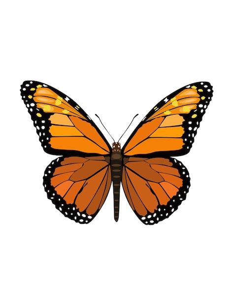 pomarańczowy motyl wektor ilustracja element projektu