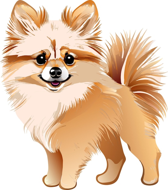 Plik wektorowy pomeranian cute vector