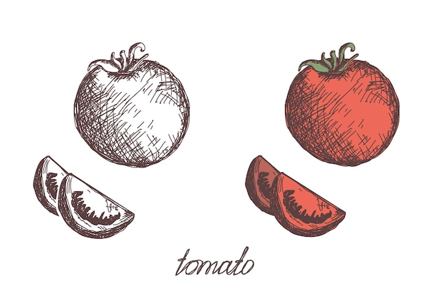 Pomidor Warzyw Ręcznie Rysowane Wektor Foka Realistyczne Szkic żywności Ekologicznej Kolor Obrazu I Czarno-biały Kontur Warzywo Na Białym Tle Kreskówka Prosty Styl Płaski