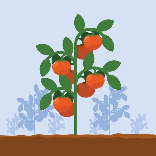 Plik wektorowy pomidorowy ogród odizolowywający tło