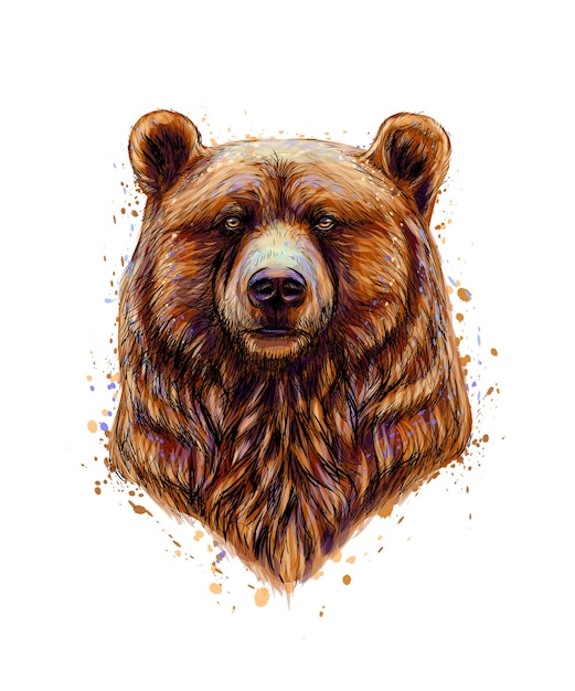 Portret głowy niedźwiedzia brunatnego z odrobiną akwareli, ręcznie rysowane szkic. ilustracja farb