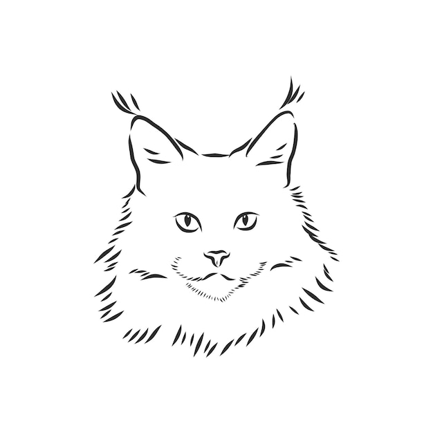 Portret Kota Rasy Maine Coon. Ręcznie Rysowane Ilustracji Wektorowych. Może Być Używany Niezależnie Od Twojego Projektu. Kot Rasy Maine Coon, Szkic Ilustracji Wektorowych