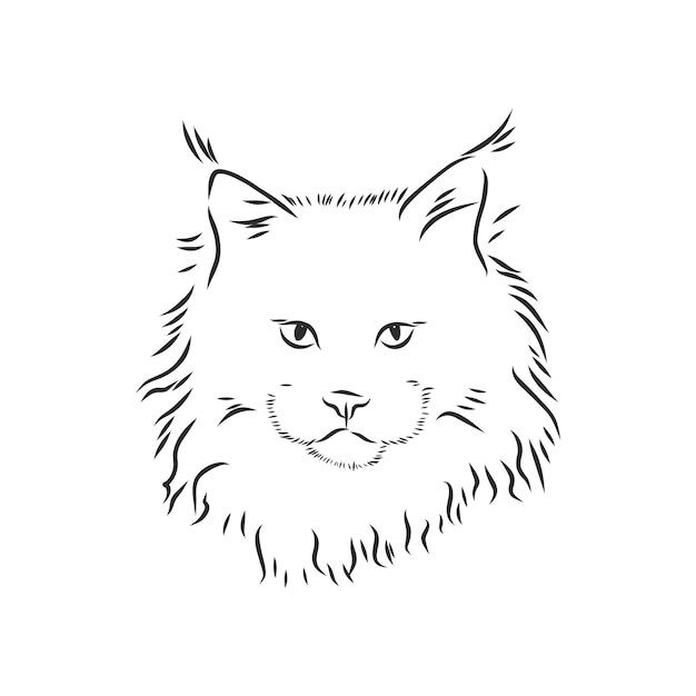 Portret Kota Rasy Maine Coon. Ręcznie Rysowane Ilustracji Wektorowych. Może Być Używany Niezależnie Od Twojego Projektu. Kot Rasy Maine Coon, Szkic Ilustracji Wektorowych