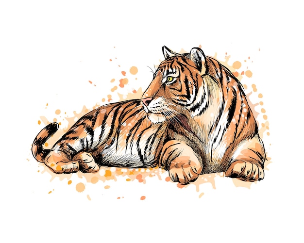 Portret leżącego tygrysa z odrobiną akwareli, ręcznie rysowane szkic. ilustracja farb