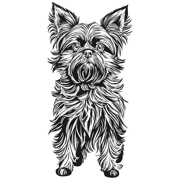 Plik wektorowy portret psa affenpinscher w wektor zwierzęcy rysunek do tatuażu lub tshirt drukuj ilustracja realistyczne zwierzę rasy