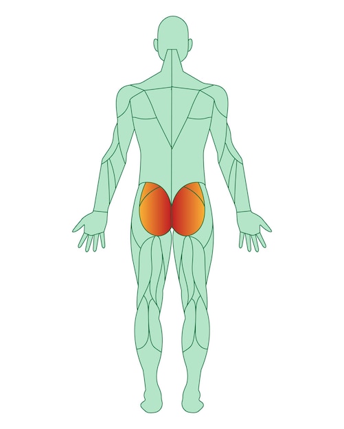 Postać Mężczyzny Z Podkreślonymi Mięśniami Mięśnie Gluteus Maximus Są Podkreślone Na Czerwieni Mężczyzna