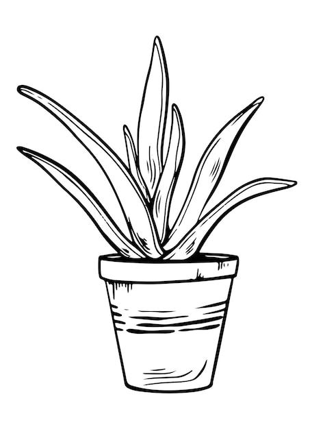 Potted Houseplant Sansevieria Ilustracja Wektorowa Sukculent Styl Konturowy Izolowany Na Białym Tle