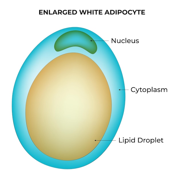 Powiększona Ilustracja Wektora Białych Adipocytów