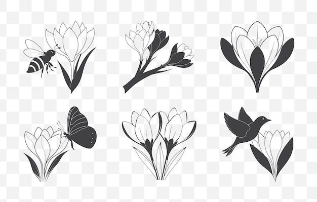 Print Crocus Botanical Line Art Vector Kolekcja eleganckich ilustracji kwiatowych