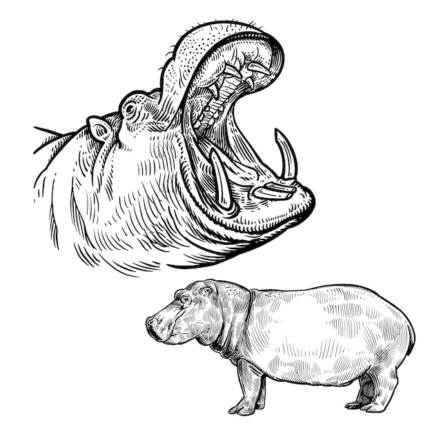 Profil Hipopotama Głowa Hipopotama Z Otwartymi Ustami Zbliżenie Zwierzę Afryka Wektor Czarno-biały