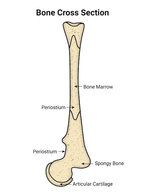 Przekrój Kości Szpik Kości Periostium Gąbczasta Kość Ilustracja Wektorowa Chrząstki Stawowej