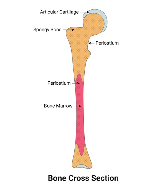 Przekrój Poprzeczny Kości Szpik Kostny Okostna Gąbczasta Kość Chrząstki Stawowej Ilustracja Wektorowa