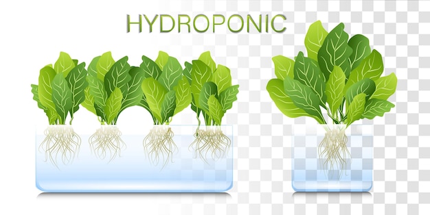 Plik wektorowy przenośny hydroponiczny system aeroponiczny do ekologicznego uprawy zielonej sałaty, warzyw i zioł organicznych ogrodów warzywnych