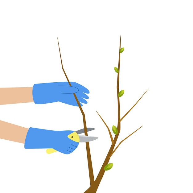 Plik wektorowy przycinanie gałęzi przycinanie gałęzi sekatory za pomocą ilustracji wektorowych ogrodnictwa wiosennego pielęgnacja ogrodu
