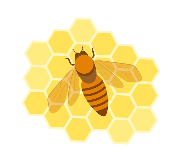 Pszczoła Miodna Na Plastrze Miodu