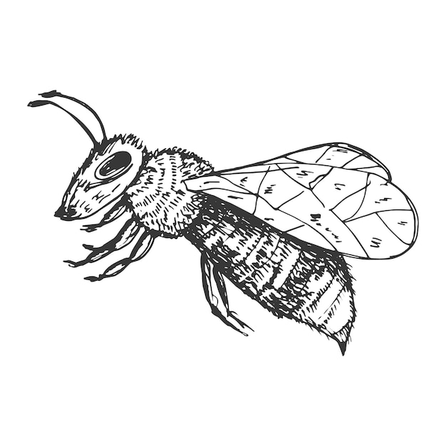 Pszczoła wektor rysunek na białym tle