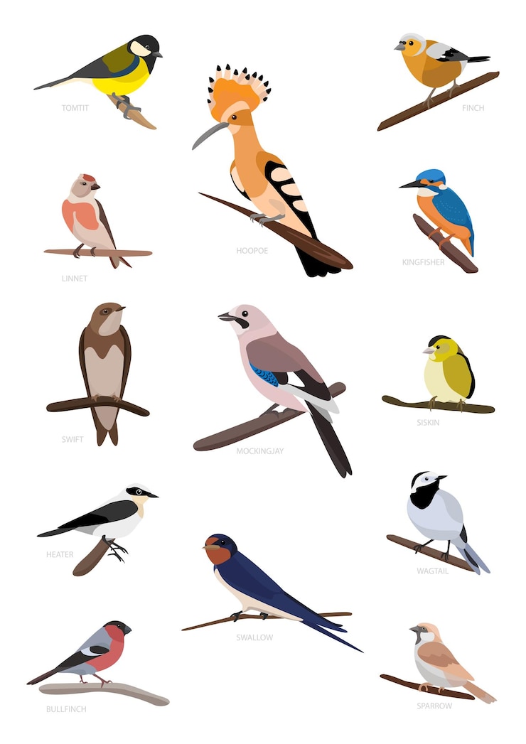 Wektor ptaki ilustracji kolekcji