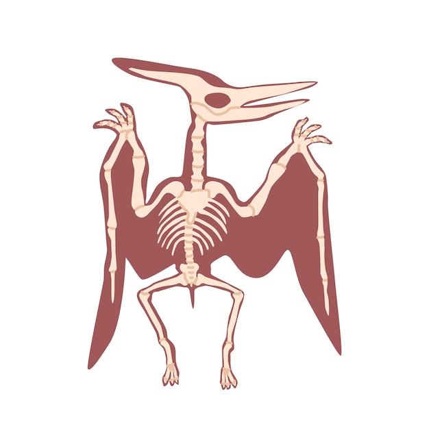Pterodaktyl Szkielet Dinozaura Kości Izolowane Na Białym Tle Prehistoryczne Dzikie Zwierzę Latające Starożytny Gigantyczny Ptak