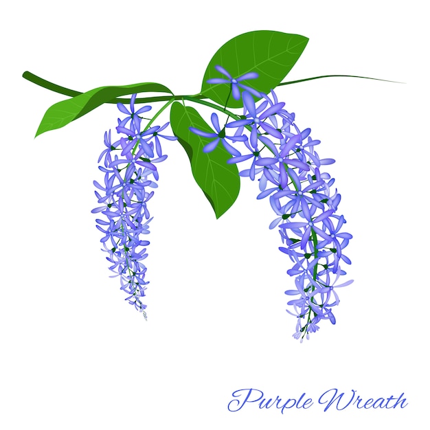 Plik wektorowy purpurowy wianku kwiat na białym tle, wektorowa ilustracja