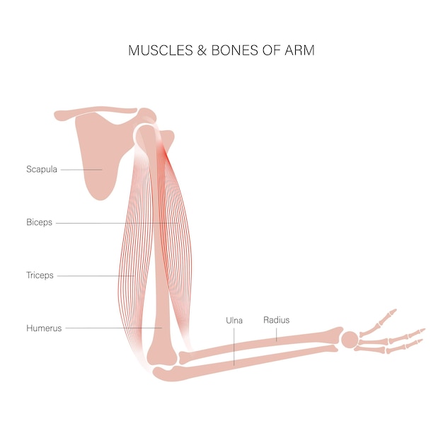 Plik wektorowy ramiona układu mięśniowego